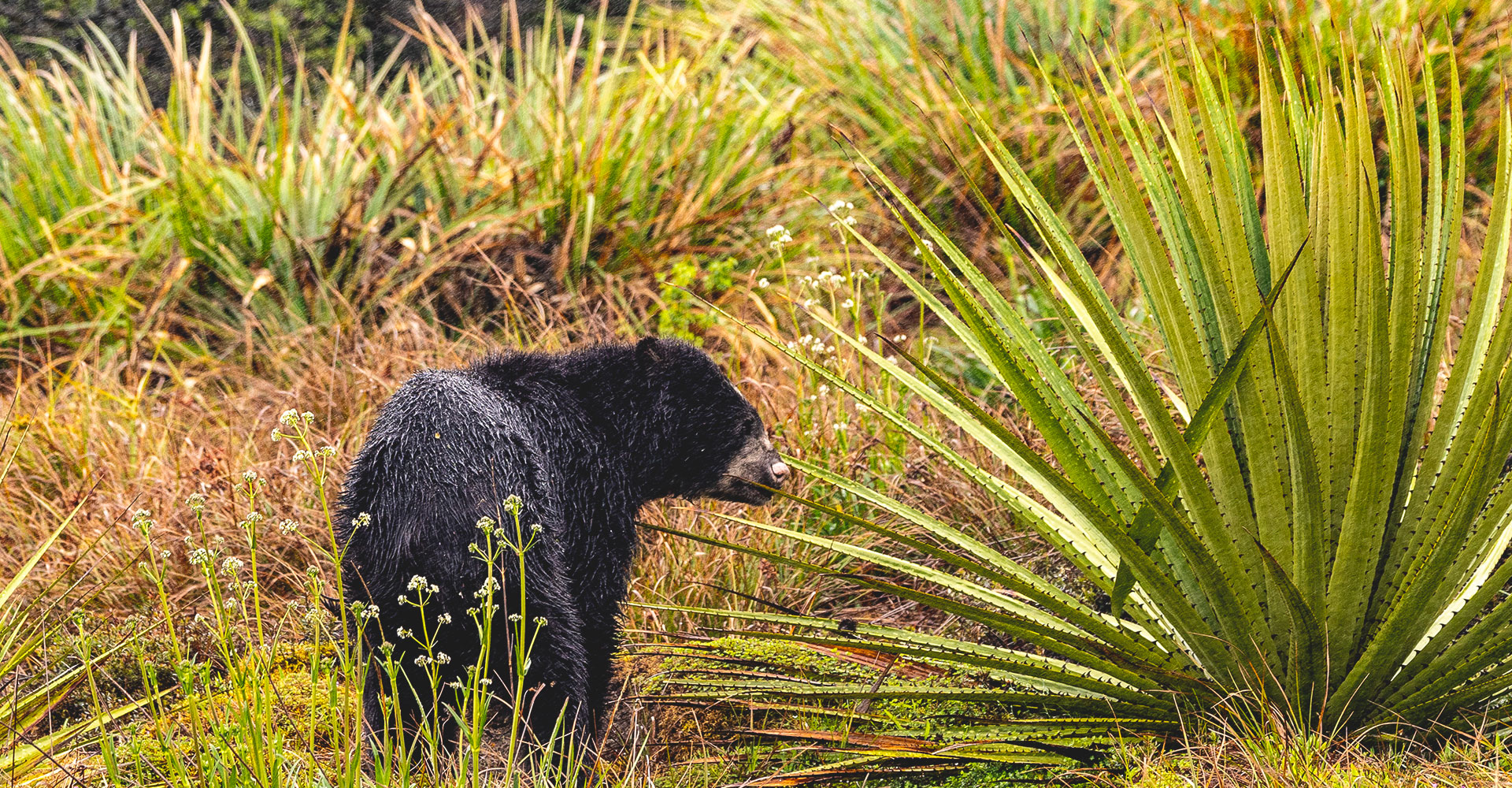 Fauna rund um den Vulkan Cayambe