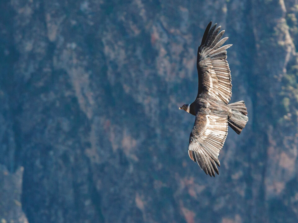 Fauna around Cayambe Volcano